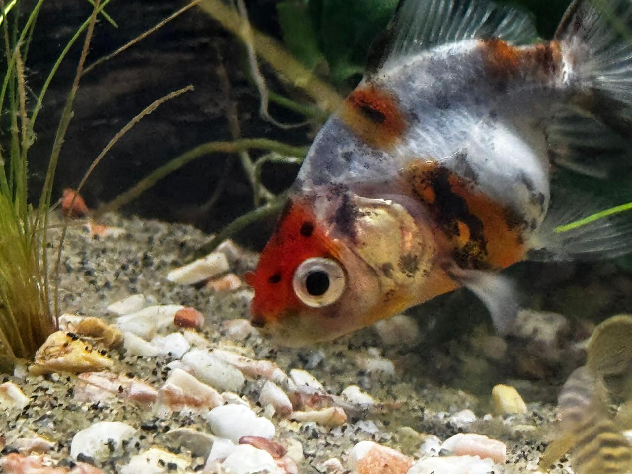 Compleet aquarium 70 liter 56 cm br 33 diep x 40 hoog