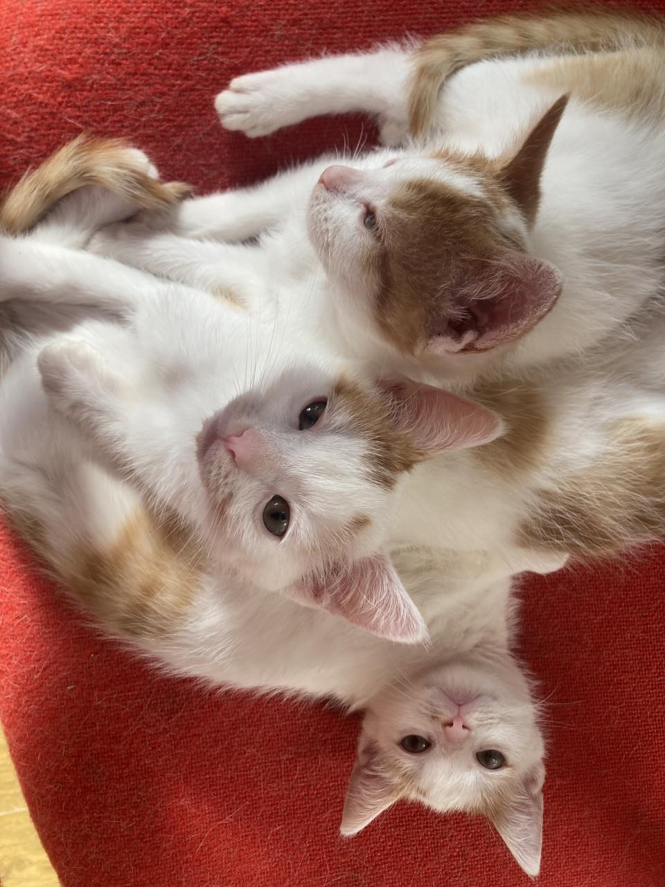Kittens