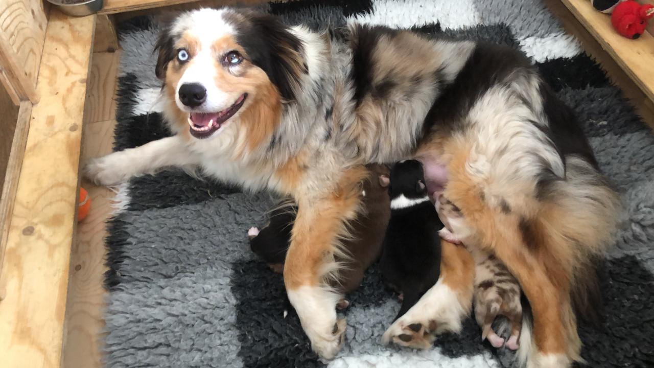 Australian shepherd pups met stamboom uit geteste ouders!!