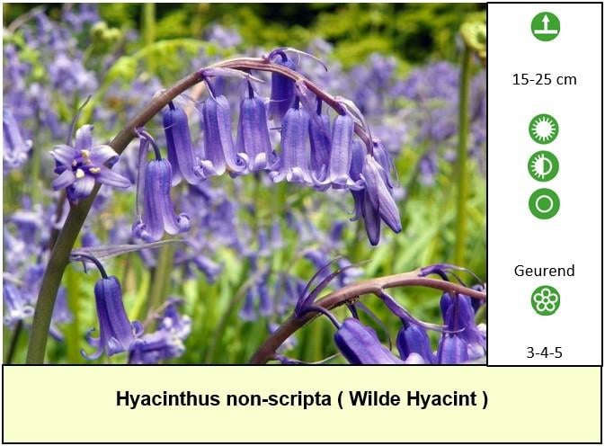 Een border inplanten met mooie en betaalbare bijen,- en vlinderplanten ?