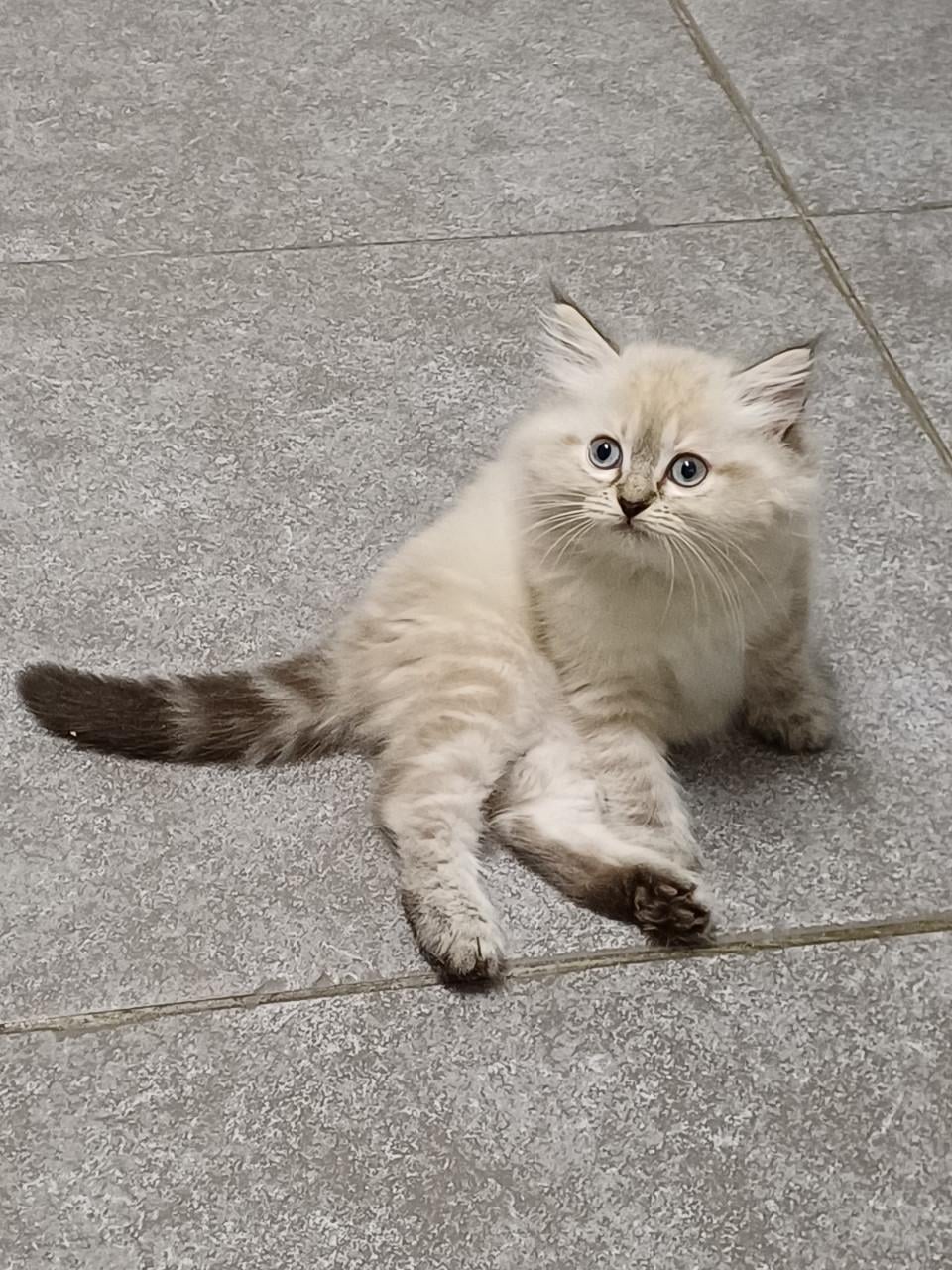 2 prachtige Ragdoll kittens beschikbaar (2 poesjes)