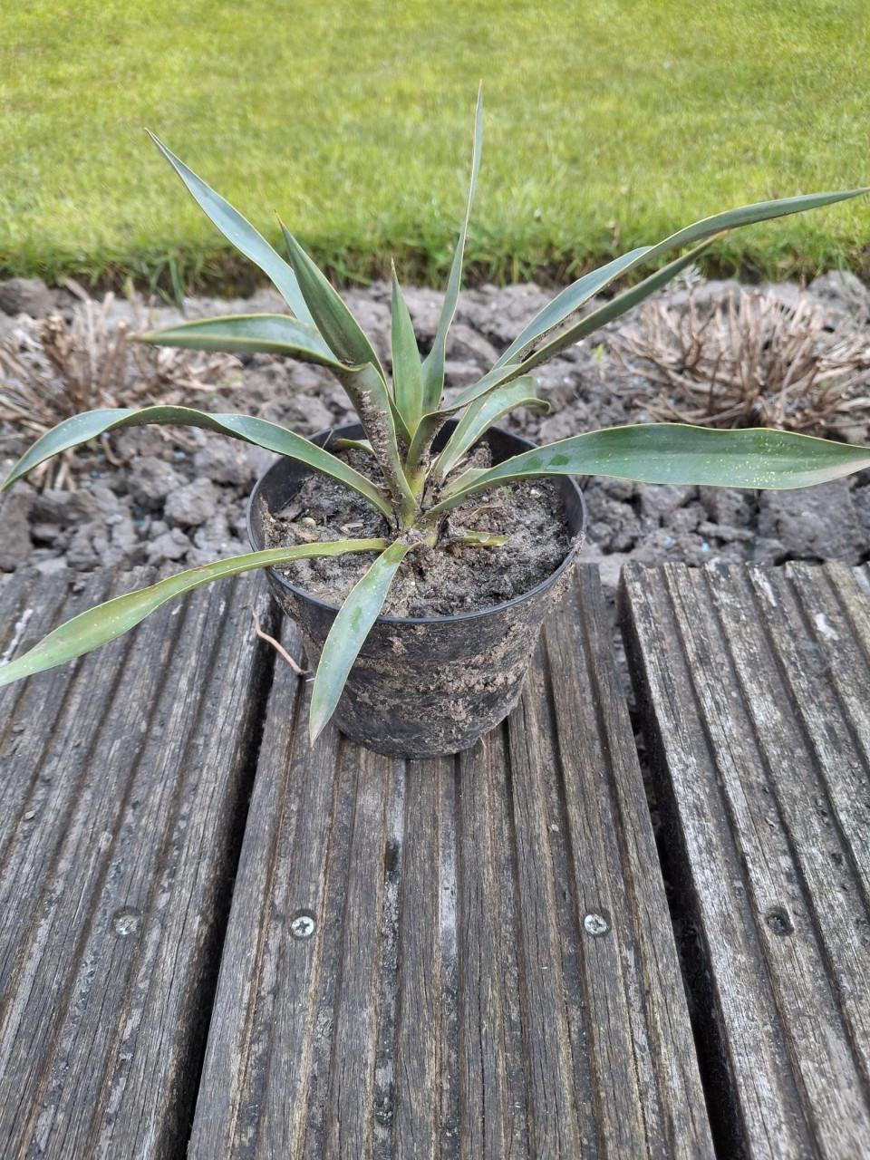 Yukka planten