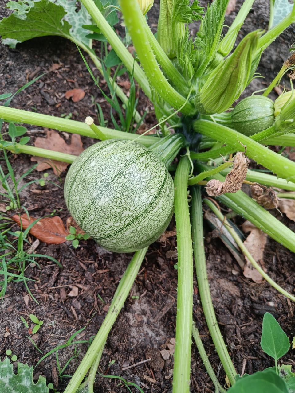 Verse bio bol courgettes