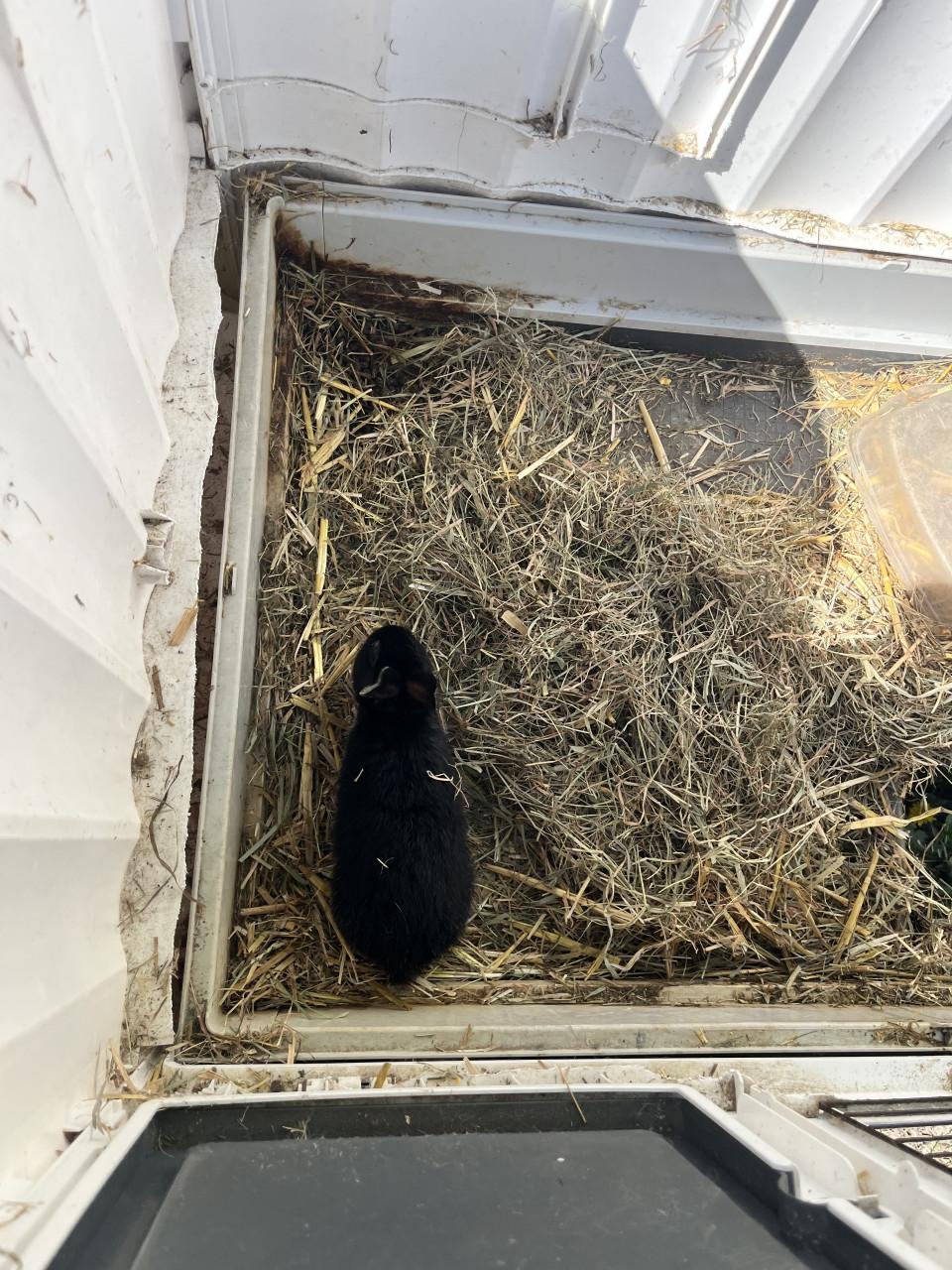 Konijnhok plus konijn