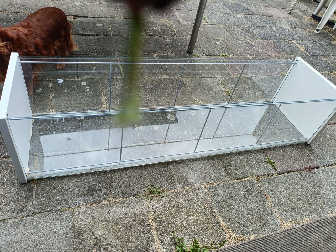 Grote glazen bak