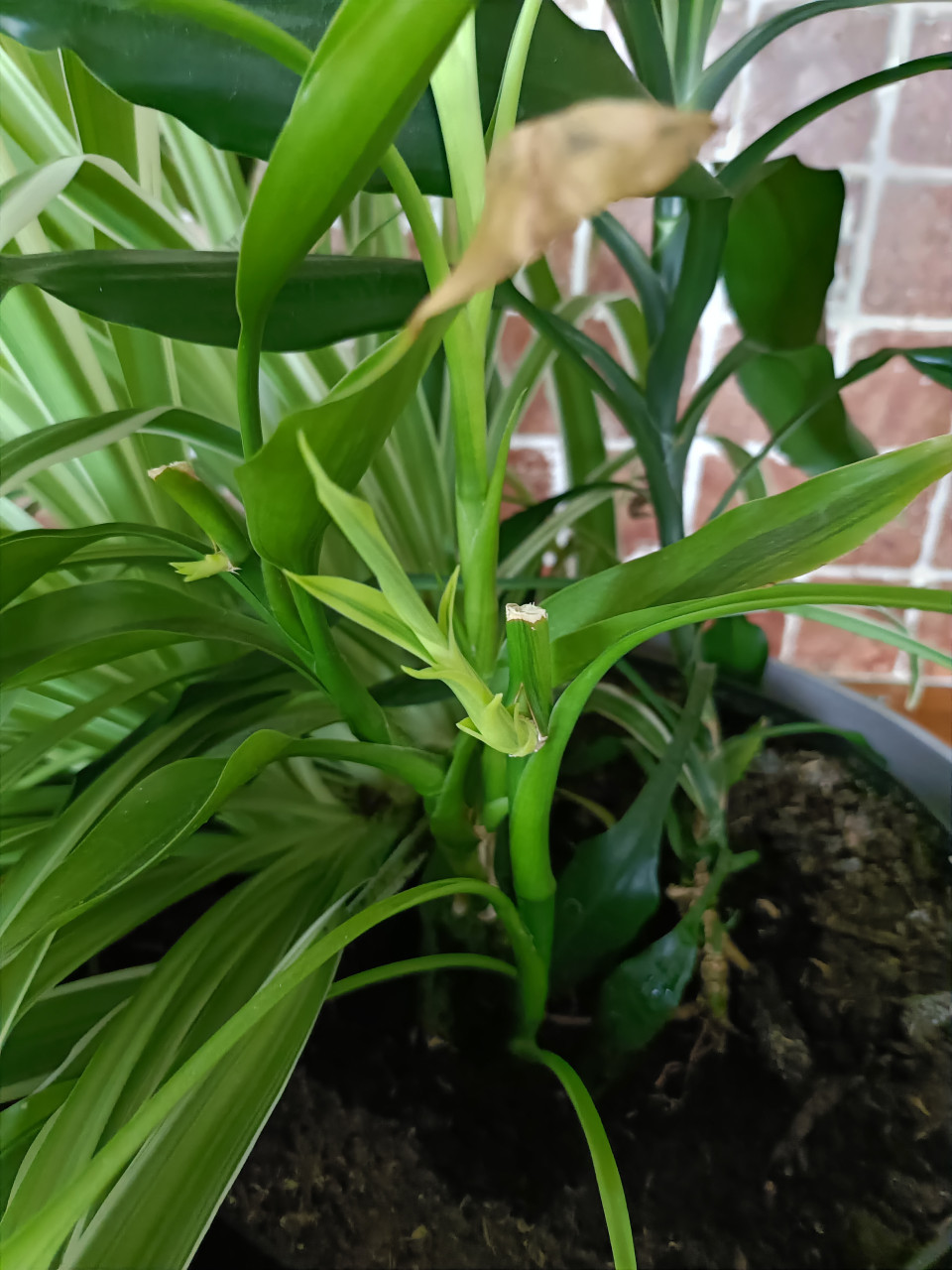 Kamerplanten en kleine courgette plantjes