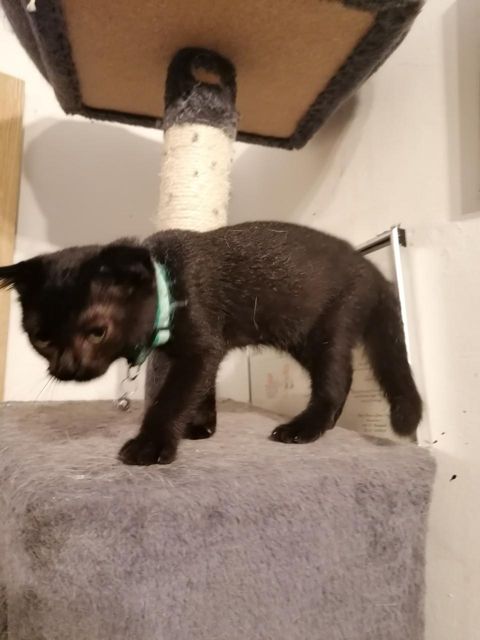 Kittens 12wkn oud