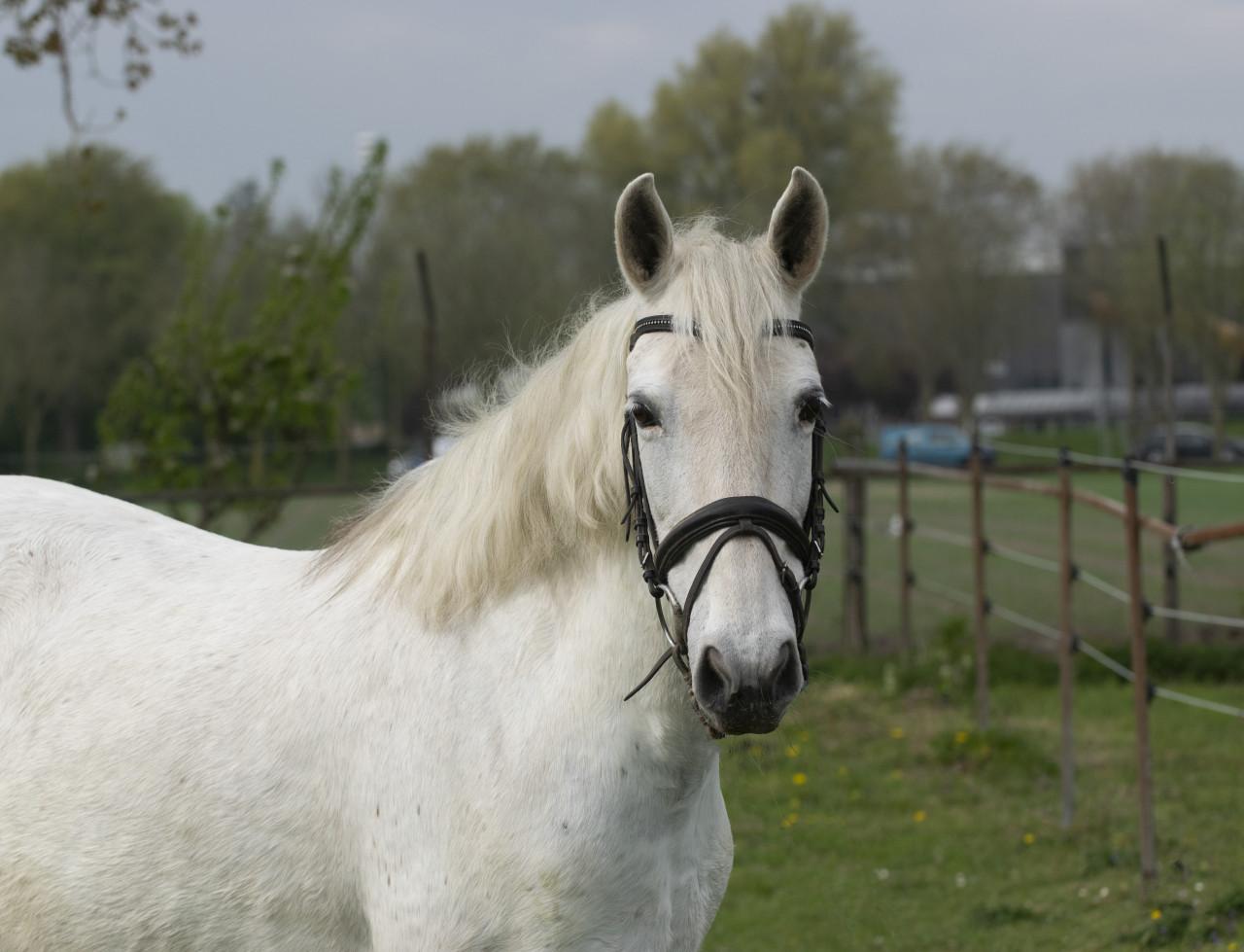 Lieve 12 jarige epony