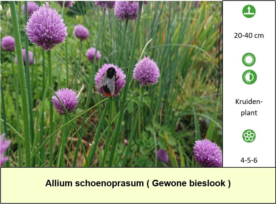 Bijen,- vlinderplanten en siergrassen in ons kraampje voor: € 1,25 p/st.