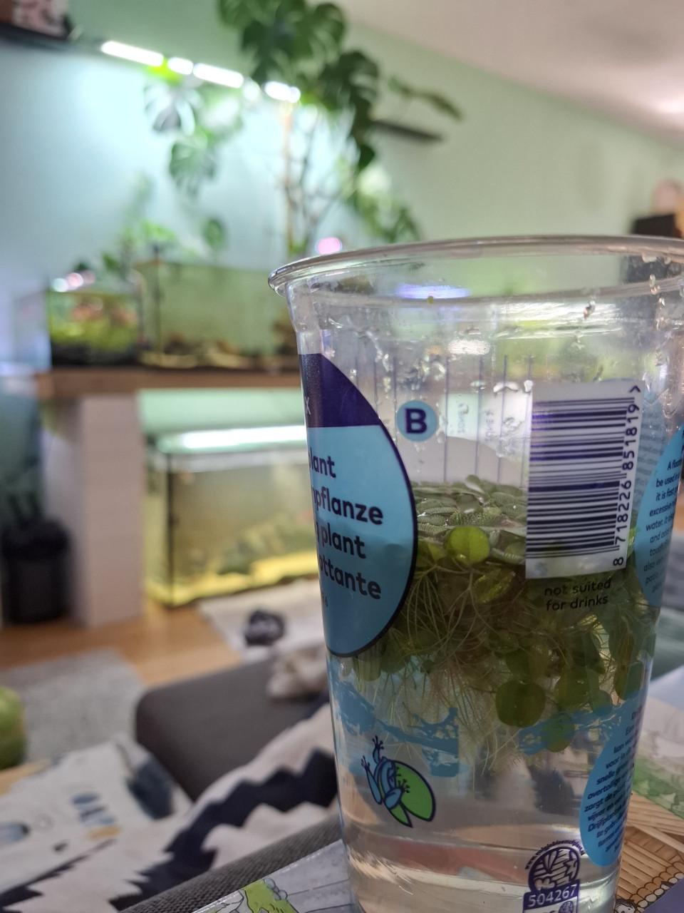 Salvinia Minima/Kleine Vlotvaren
