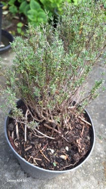 Tijm plant
