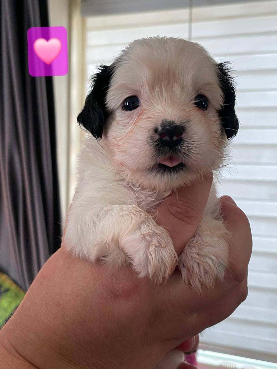 Shih tzu pup