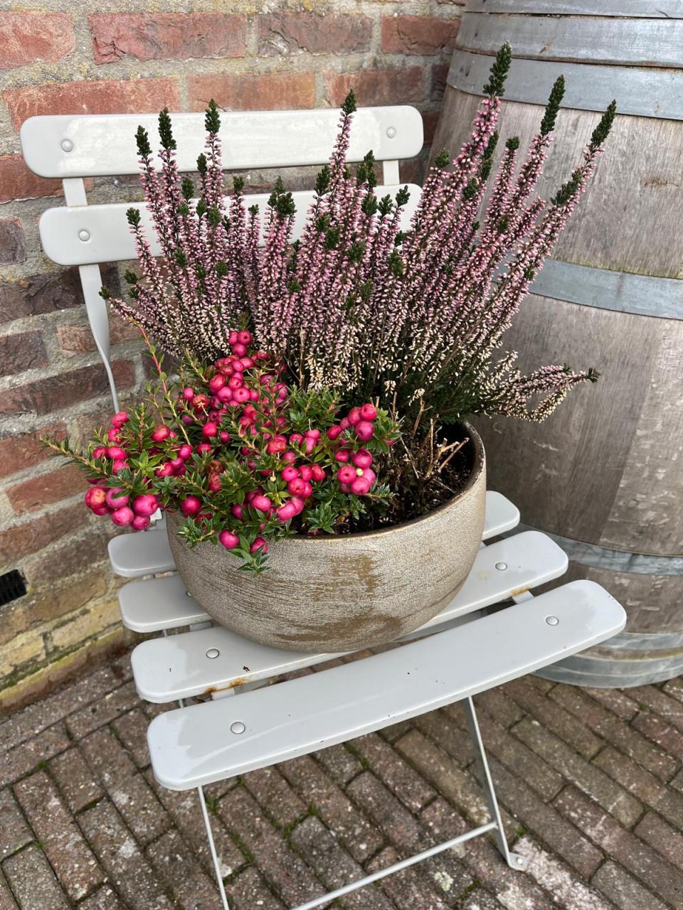 Heideplant met Parelbes in pot op bistrostoeltje