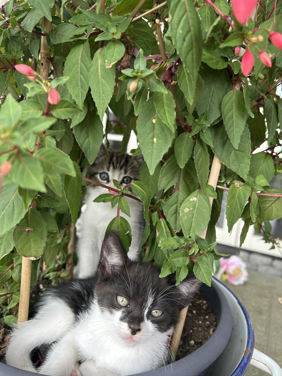 Lieve kittens 😻😻