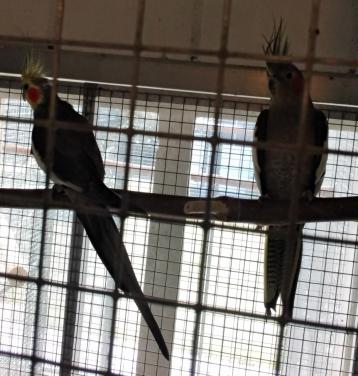 Vogels