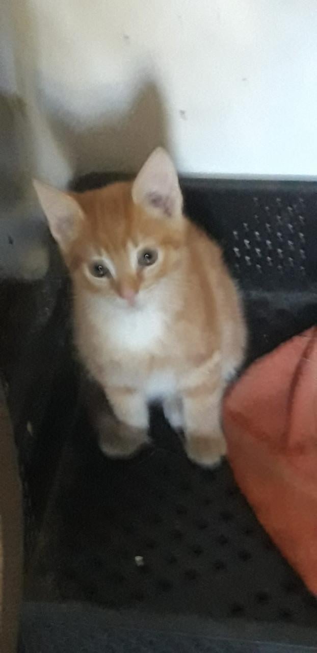 Klein rood met beetje wit  poesje te koop
