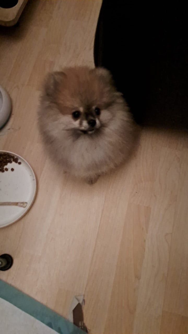 Pomeriaan (dwerg keeshond) puppy