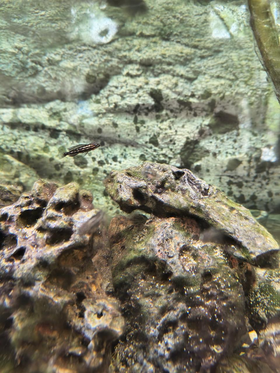 Julidochromis dickfeldi