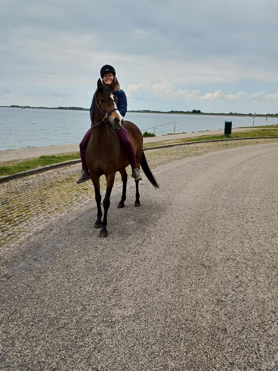 Lieve Welsh pony merrie 9 jaar 1.48 met stamboom