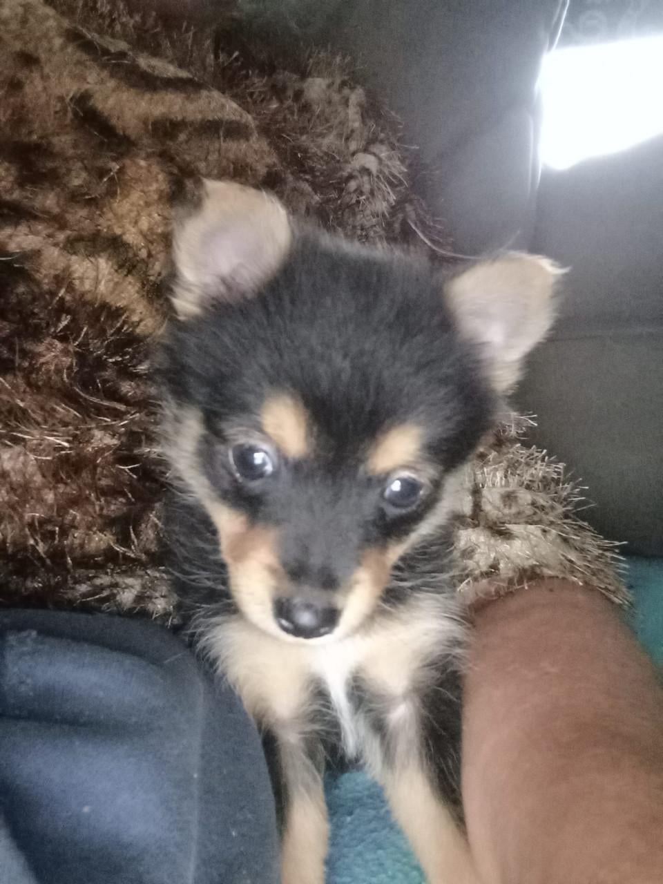 Puppies