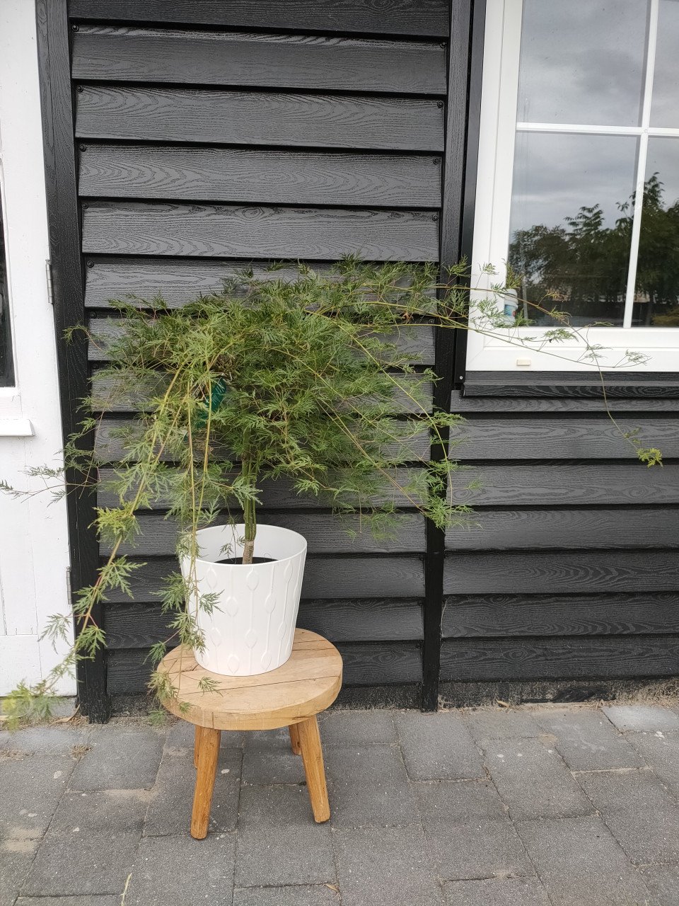 Emerald lace Japanse esdoorn Acer Dissectum
