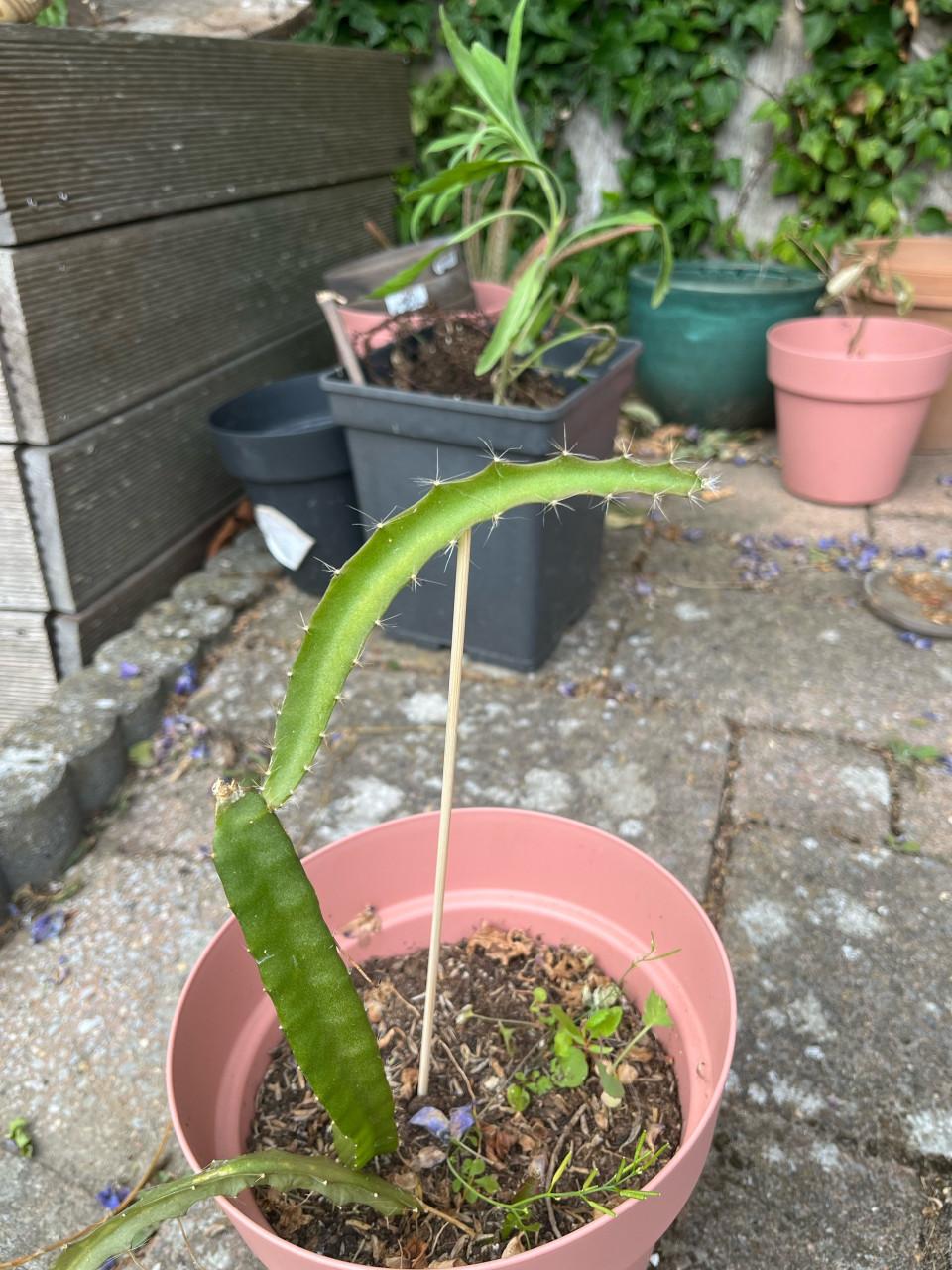 Gewortelde Gele Dragon Fruit (Pitaya) Cactus 30-40cm met pot