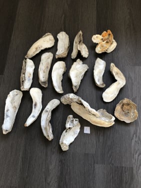 Oesterschelpen
