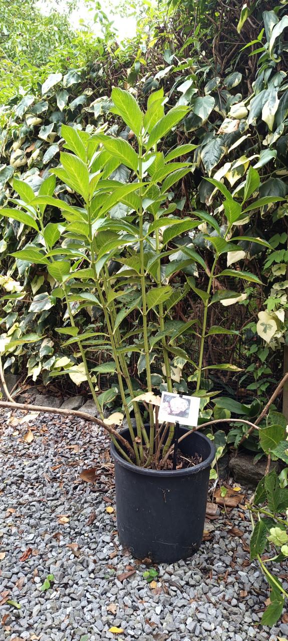 Mooie grote Hortensia's aangeboden in pot !  ++ TIP ++