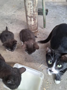 KITTENS