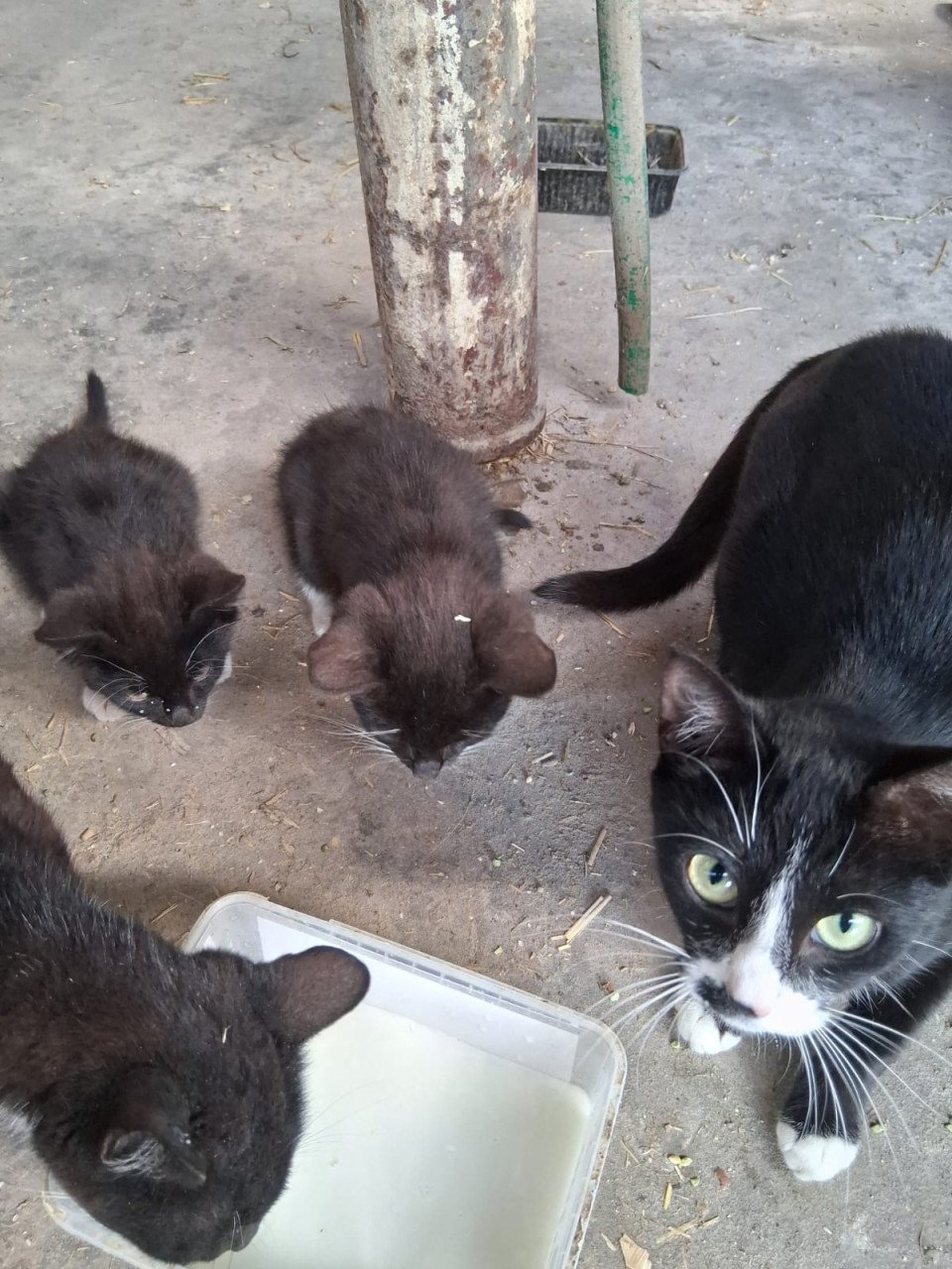 KITTENS