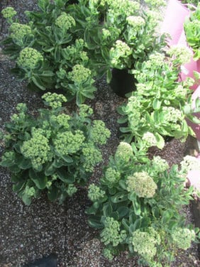 Sedum planten