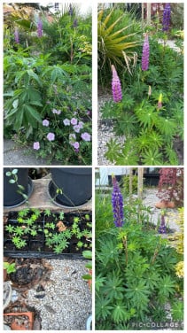 Lupine