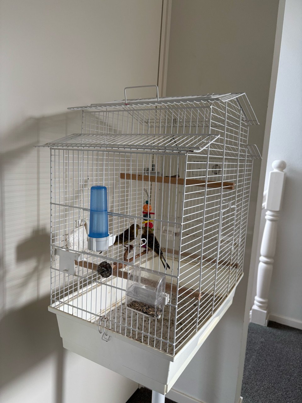 Mooie vogelkooi - Compleet met accessoires en standaard