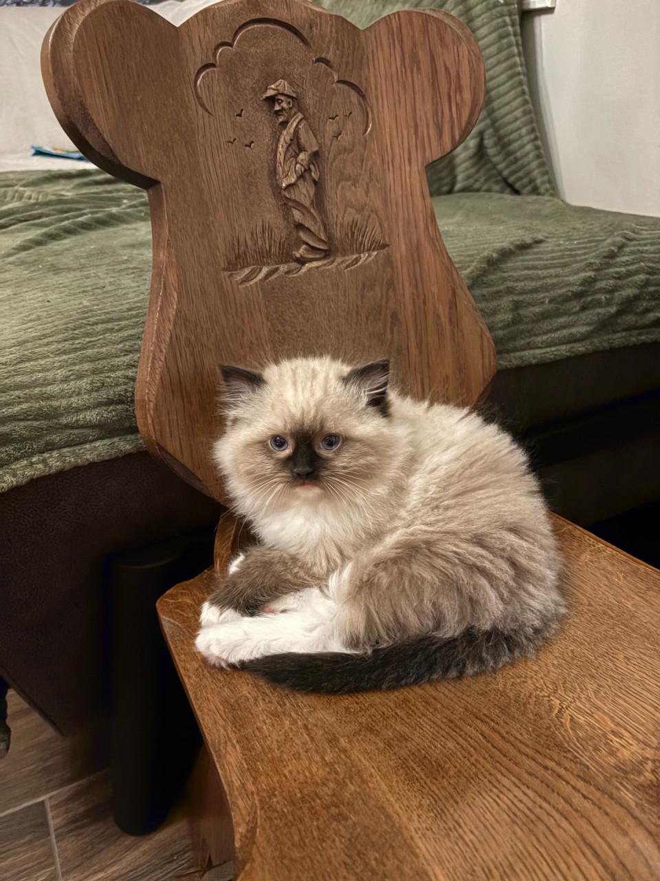 Prachtige ragdoll kittens