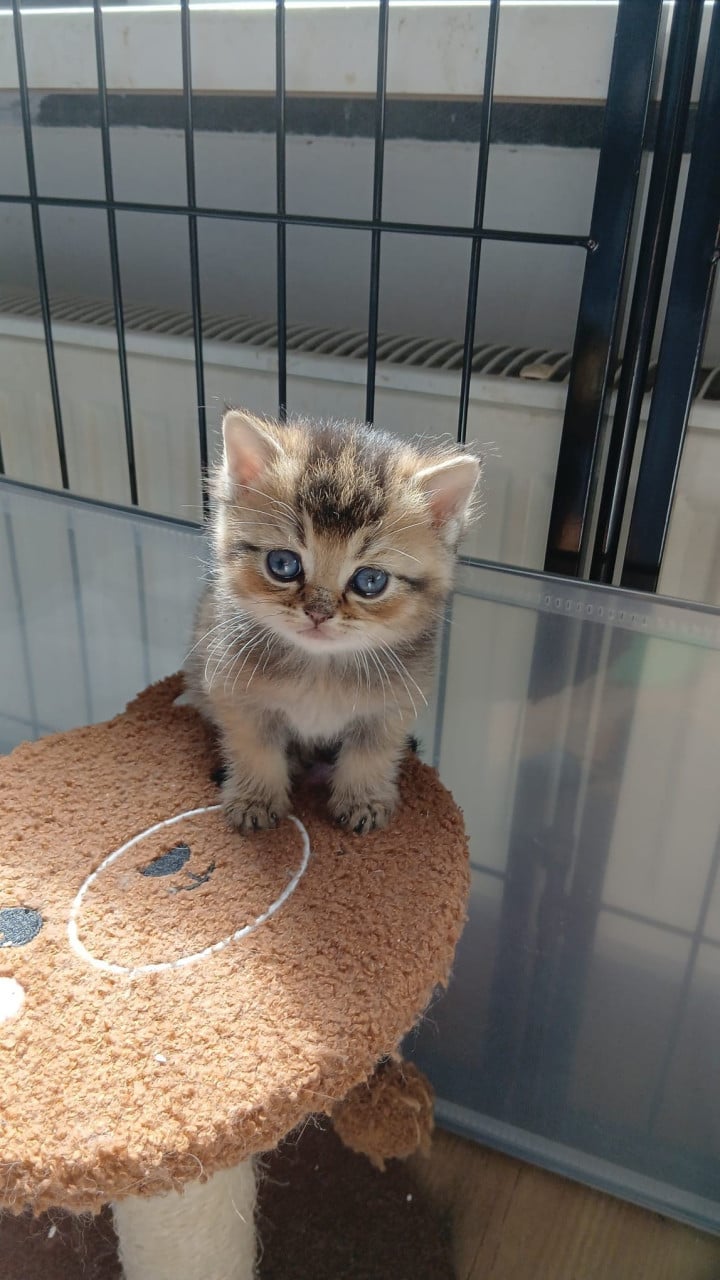 Prachtige britse korthaar kittens