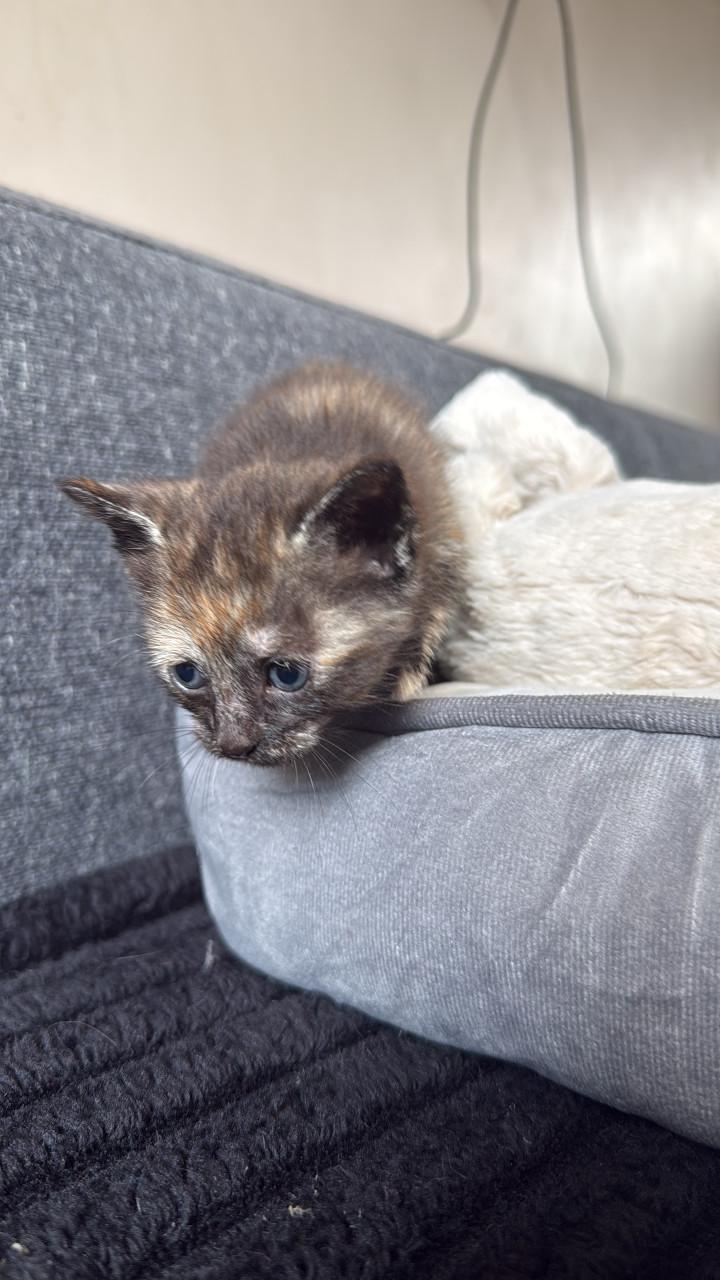 2 kittens te reserveren