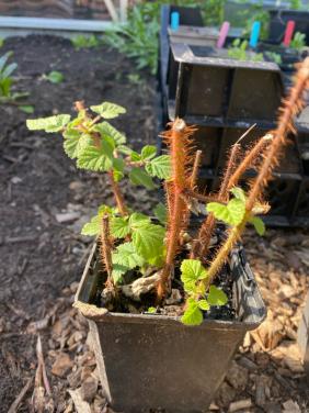 Biologische frambozen stekjes