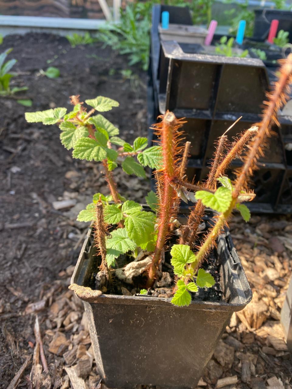 Biologische frambozen stekjes