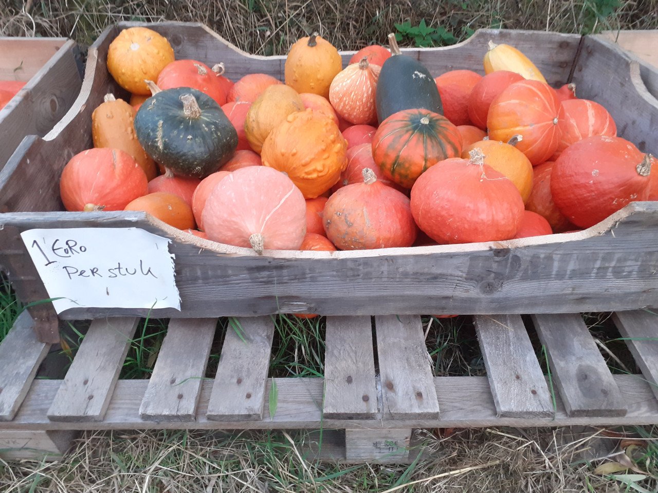 Bio pompoenen te koop