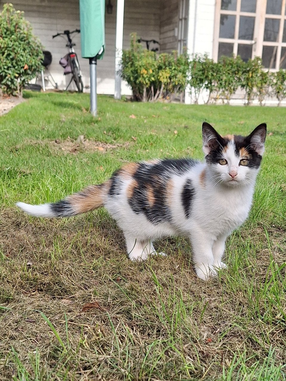 Kitten