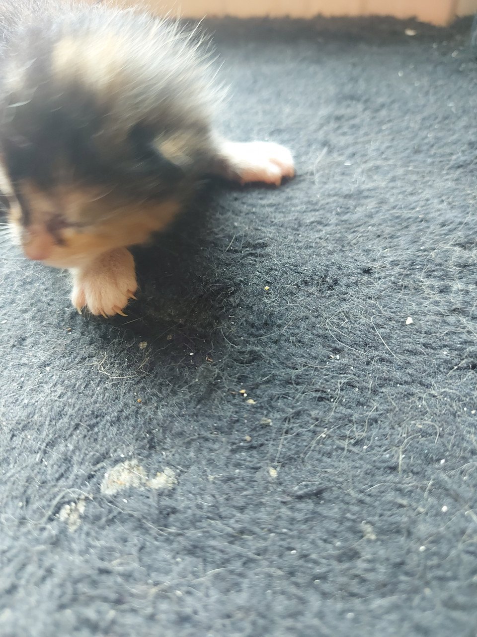 4 kittens 50 euro per kitten