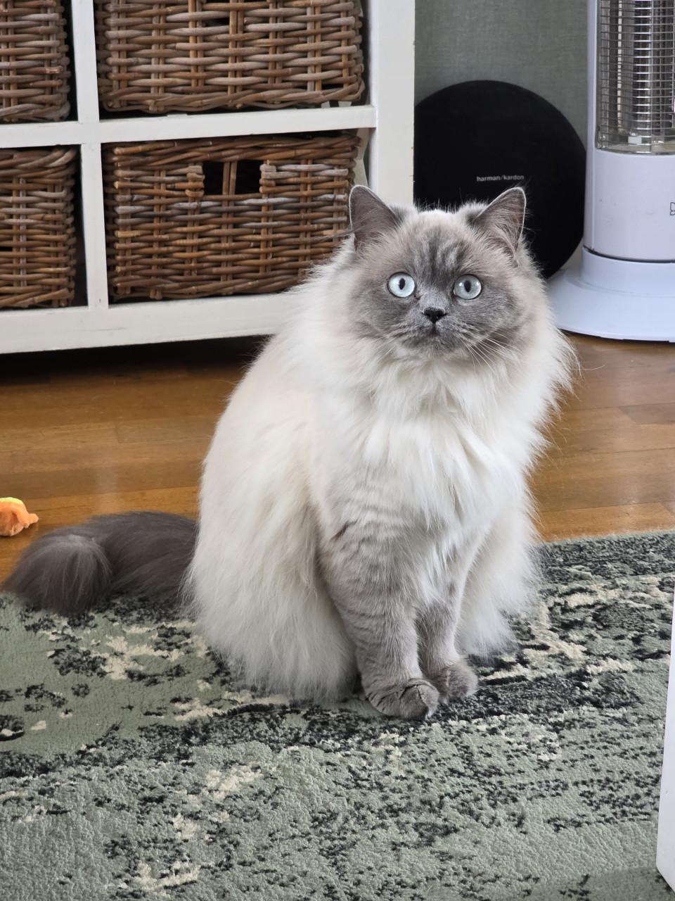 Brits korthaar en langhaar kitten lilac-point