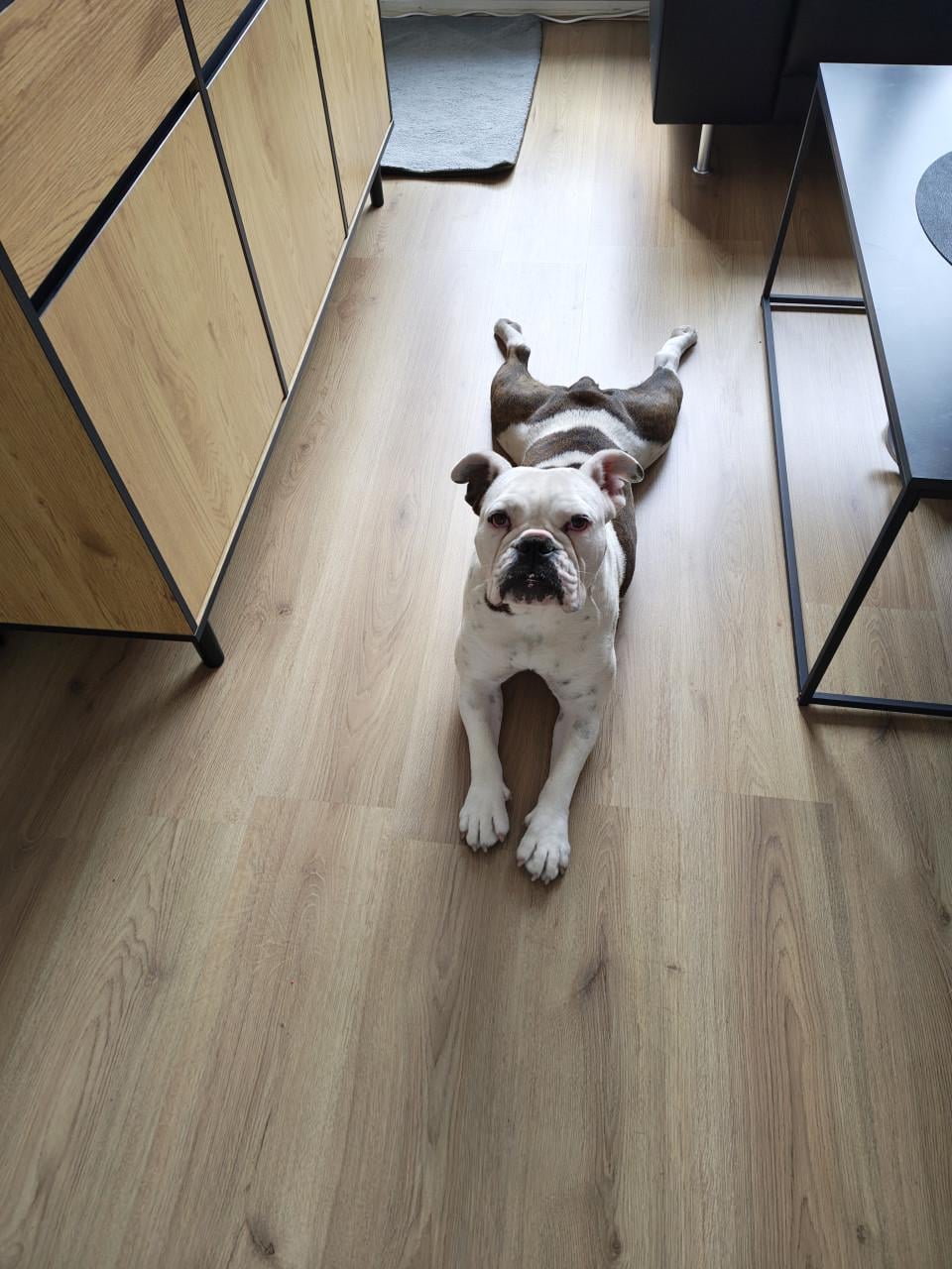 Te koop old English Bulldog.