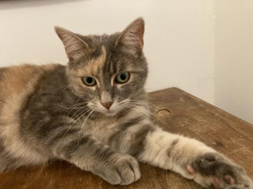 Poes ter adoptie