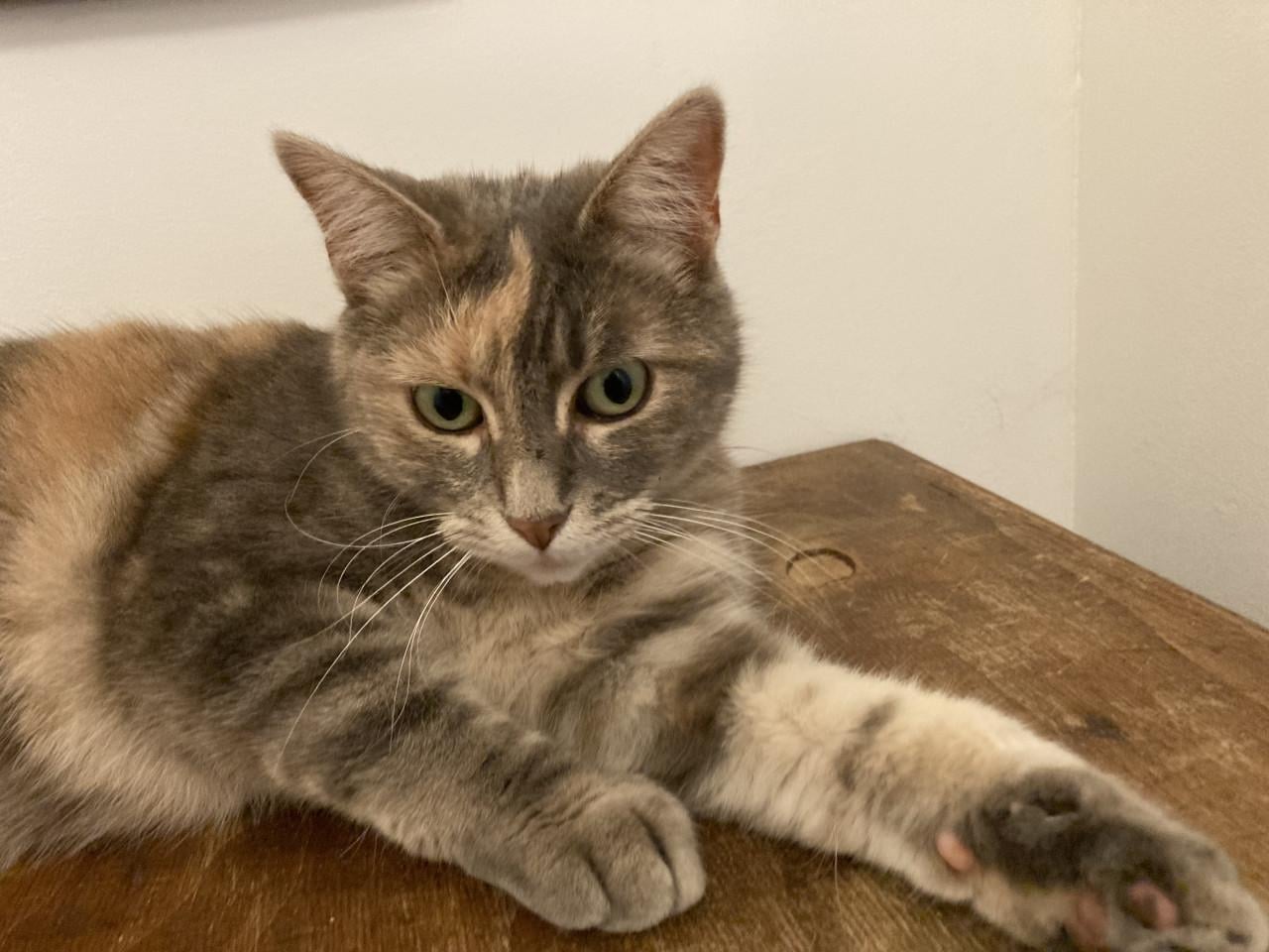 Poes ter adoptie