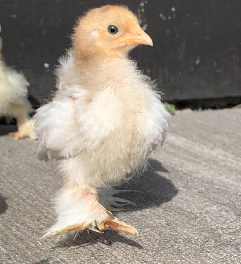 Kuiken hen cochin bobtail