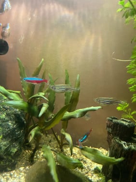 Zebrabarbeel 3 stuks