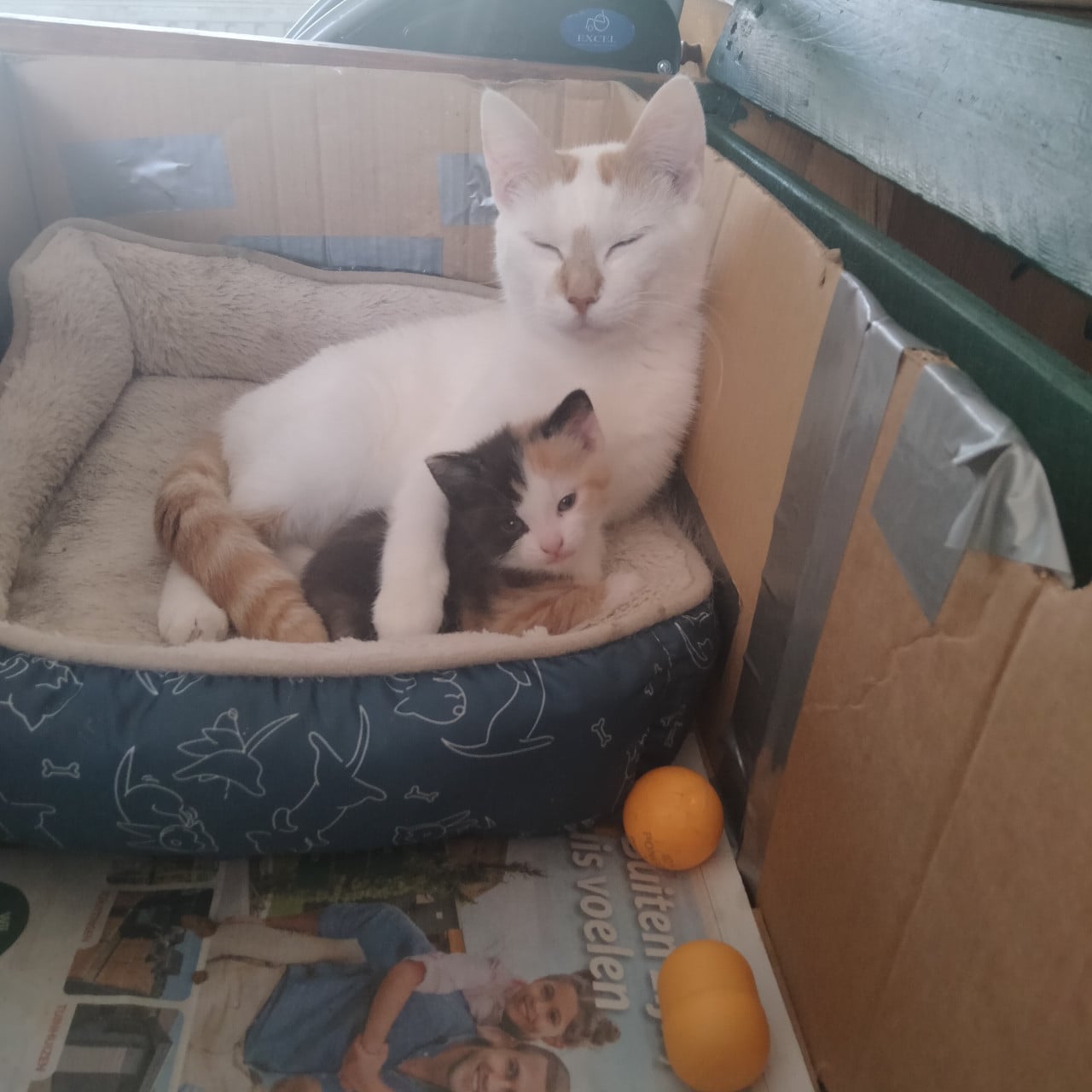 Kittens