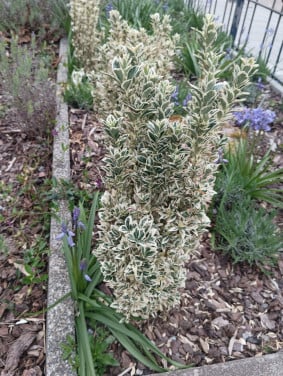 Euonymus Japonicus
