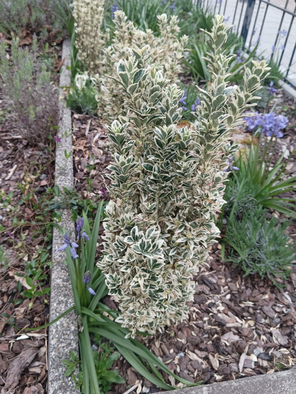 Euonymus Japonicus